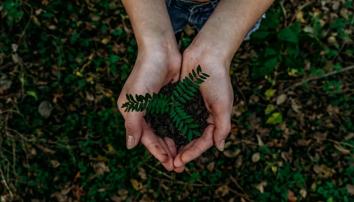 Hands planting a young tree in soil